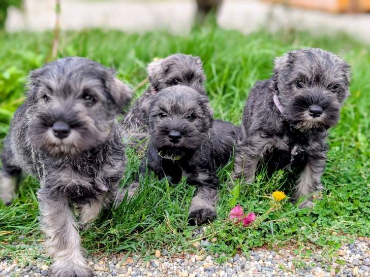 5 Schnauzers nains non lof