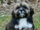 Un chiot mâle Lhassa Apso LOF à vendre