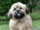 Un chiot m&acirc;le Lhassa Apso LOF &agrave; vendre
