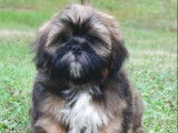 Un chiot m&acirc;le Lhassa Apso LOF &agrave; vendre