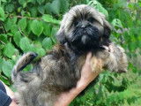 Un chiot m&acirc;le Lhassa Apso LOF &agrave; vendre