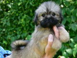 Un chiot m&acirc;le Lhassa Apso LOF &agrave; vendre