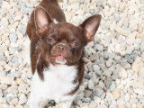À vendre : un chien Chihuahua LOF