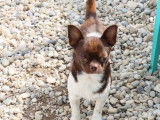 À vendre : un chien Chihuahua LOF