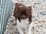 À vendre : un chien Chihuahua LOF