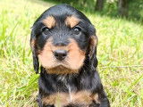 3 chiots Cockers Anglais LOF à vendre
