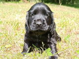 3 chiots Cockers Anglais LOF à vendre
