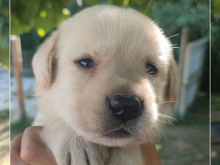 À réserver 4 chiots Labrador Retrievers LOF sable
