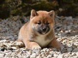 3 chiots femelles Shiba Inu LOF au pelage roux disponibles à la réservation