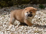 3 chiots femelles Shiba Inu LOF au pelage roux disponibles à la réservation