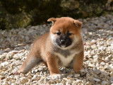 3 chiots femelles Shiba Inu LOF au pelage roux disponibles à la réservation