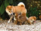 3 chiots femelles Shiba Inu LOF au pelage roux disponibles à la réservation