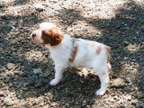 À réserver un chiot Épagneul Breton mâle fauve orangé LOF