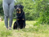 Chienne Beauceron LOF noir et feu disponible à la vente