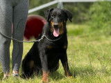 Chienne Beauceron LOF noir et feu disponible à la vente