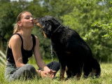 Chienne Beauceron LOF noir et feu disponible à la vente