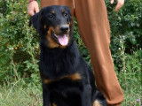 Chienne Beauceron LOF noir et feu disponible à la vente