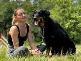 Chienne Beauceron LOF noir et feu disponible à la vente