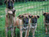 12 chiots Bergers Belges Malinois LOF disponibles à l’achat