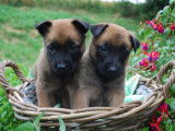12 chiots Bergers Belges Malinois LOF disponibles à l’achat