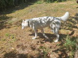 Chien mâle Husky Sibérien blanc d’un an LOF disponible à la réservation