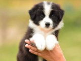 4 chiots Bergers Australiens LOF bicolores à vendre