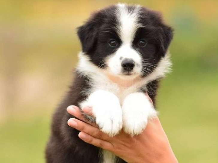 4 chiots Bergers Australiens LOF bicolores à vendre