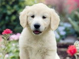 9 chiots Golden Retrievers LOF disponibles à la vente