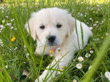 9 chiots Golden Retrievers LOF disponibles à la vente