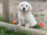 9 chiots Golden Retrievers LOF disponibles à la vente
