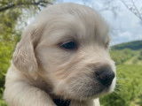 9 chiots Golden Retrievers LOF disponibles à la vente