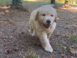 9 chiots Golden Retrievers LOF disponibles à la vente