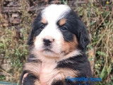 Des chiots Bouviers Bernois tricolores LOF à réserver