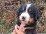 Des chiots Bouviers Bernois tricolores LOF à réserver
