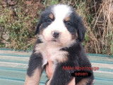 Des chiots Bouviers Bernois tricolores LOF à réserver