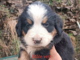 Des chiots Bouviers Bernois tricolores LOF à réserver
