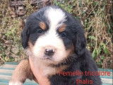 Des chiots Bouviers Bernois tricolores LOF à réserver
