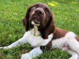 7 chiots English Springers Spaniel LOF à acheter