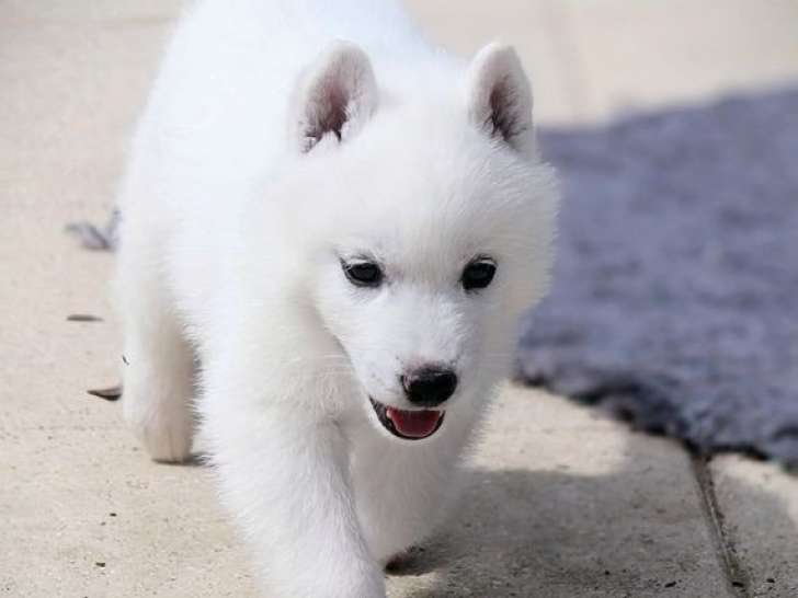 Chiot femelle Husky de Sibérie au pelage blanc LOF disponible à la vente
