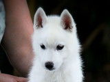 Chiot femelle Husky de Sib&eacute;rie au pelage blanc LOF disponible &agrave; la vente