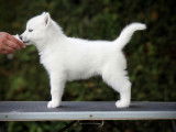 Chiot femelle Husky de Sib&eacute;rie au pelage blanc LOF disponible &agrave; la vente