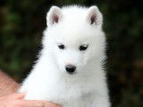 Chiot femelle Husky de Sib&eacute;rie au pelage blanc LOF disponible &agrave; la vente