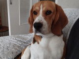 Mâle Beagle disponible pour saillie