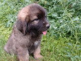 Un chiot femelle Leonberg LOF à vendre