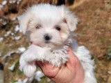 À réserver des chiots Bichons Maltais LOF