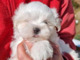 À réserver des chiots Bichons Maltais LOF