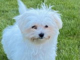 À réserver des chiots Bichons Maltais LOF