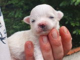À réserver des chiots Bichons Maltais LOF