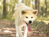 Chienne Akita Inu LOF d’un an à vendre