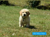 3 chiots Golden Retrievers mâles LOF à réserver
